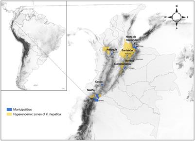 Molecular characterization of Fasciola hepatica in endemic regions of Colombia